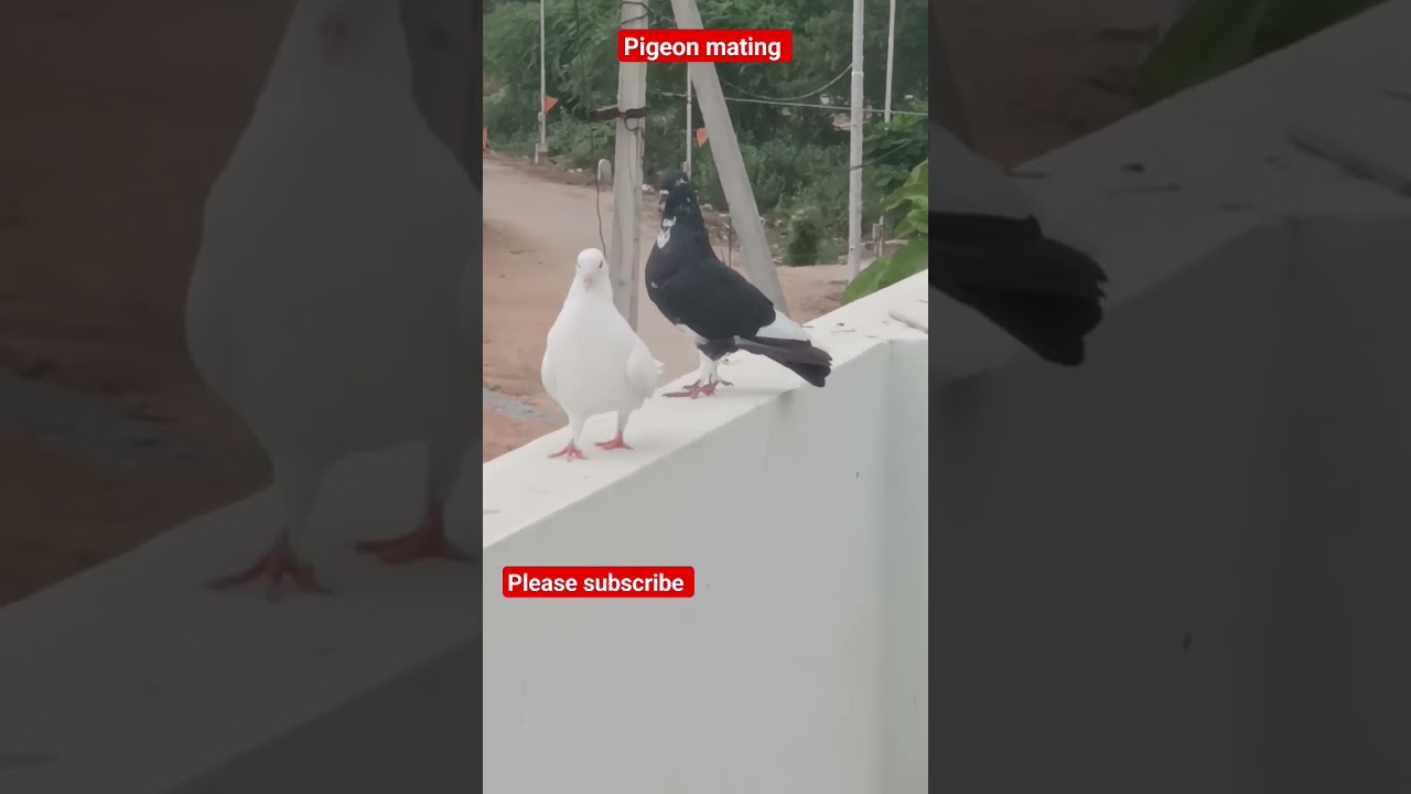 breeding pigeons #trending #pigeon #viral #youtubeshorts #pigeonlover #fancypigeons #breedingpigeons
