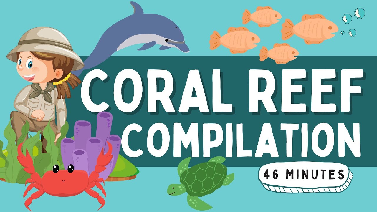 Coral Reef Compilation | Wildlife for kids