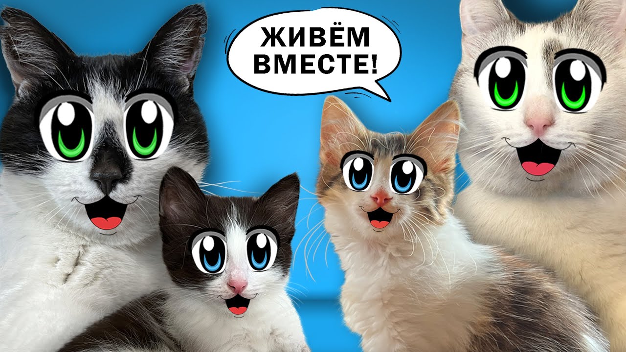 СМЕШНЫЕ КОТИКИ ЮГИ и ЯНИ! КОШКА МУРКА и КОТ МАЛЫШ приняли КОТЯТ в СЕМЬЮ А НУ-КА ДАВАЙ-КА!
