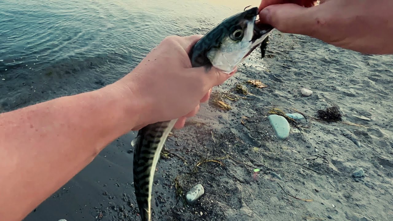 Shore Fishing - Spinning for Mackerel Nova Scotia, Canada