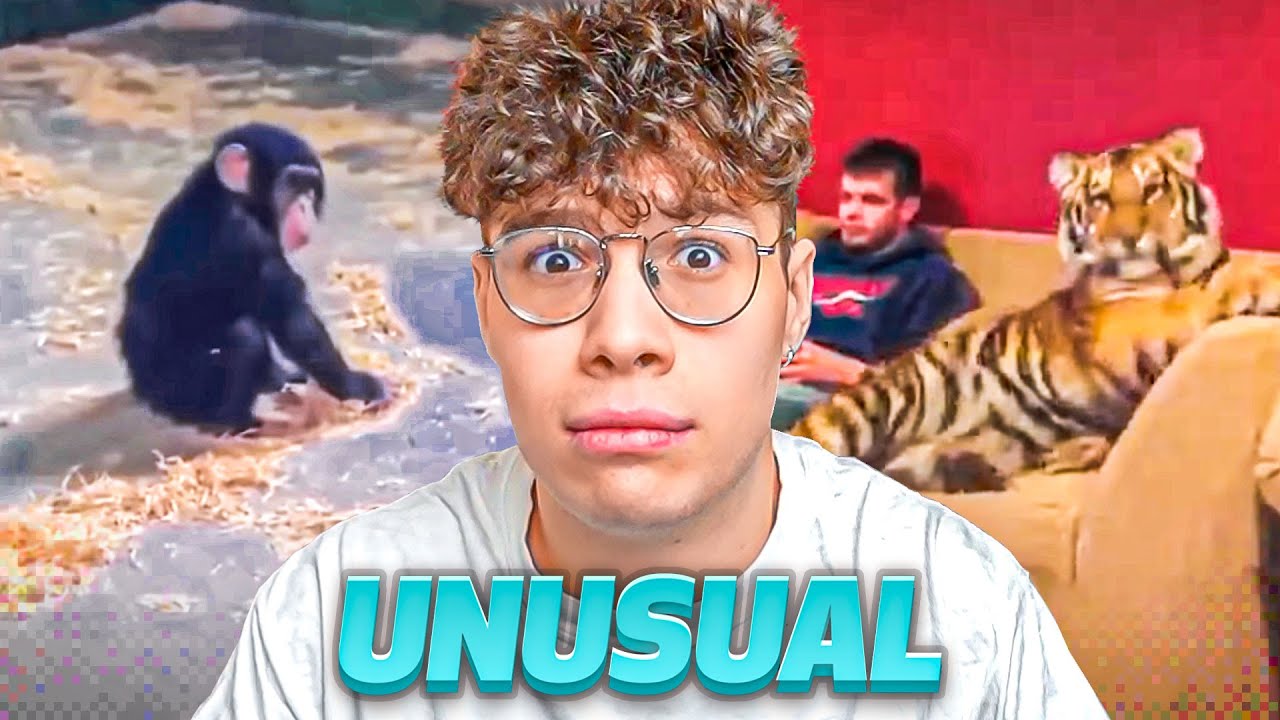 tiene un TIGRE de MASCOTA ????