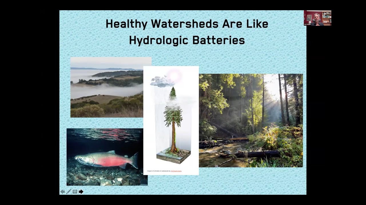 Under the Redwoods: The Ecology of Water
