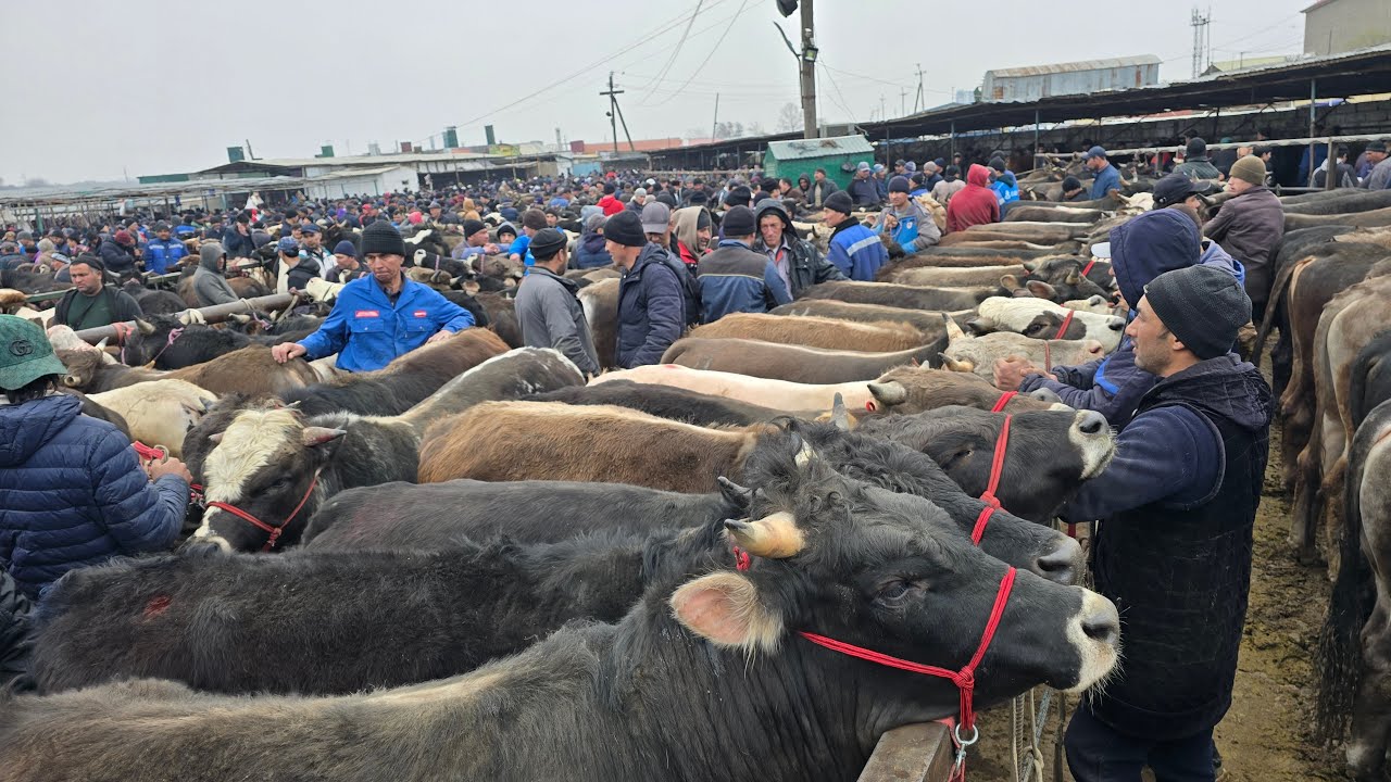 МОЛБОЗОРИ ХУЧАНД ХУДЖАНД ТОЖИКИСТОН mol bozor прямом эфире!