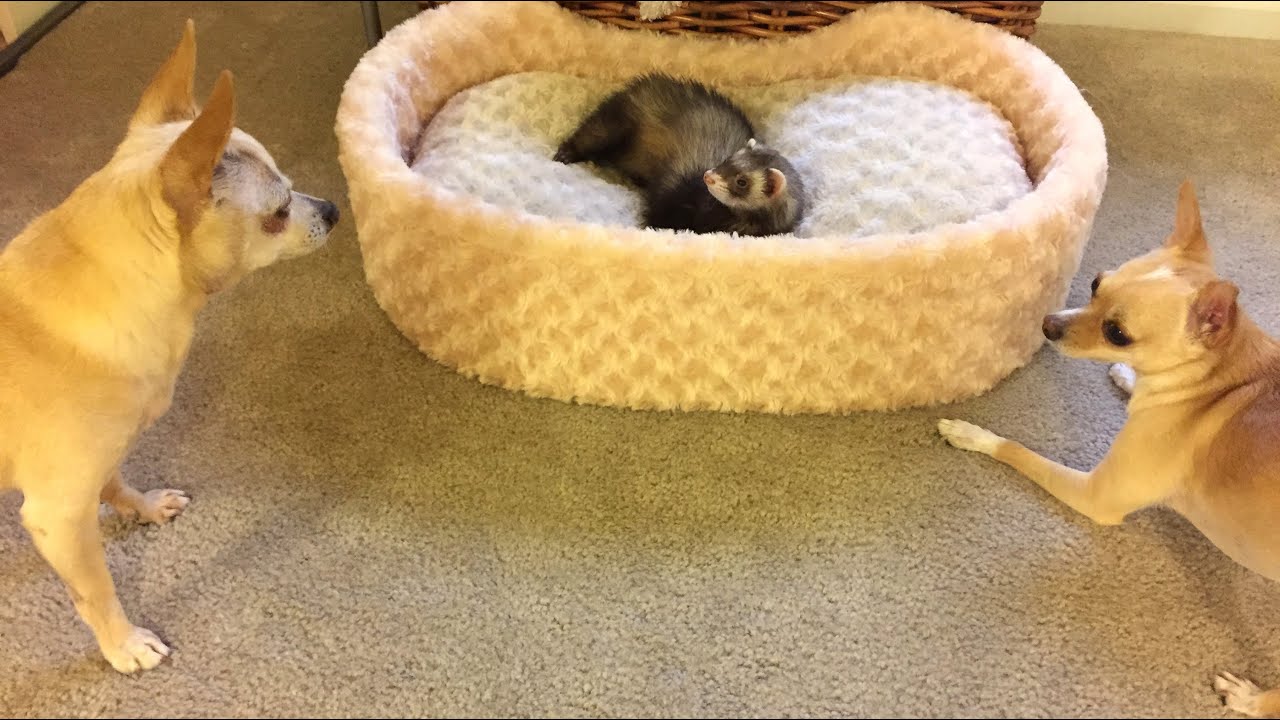 Funny Ferret and Two Chihuahuas Playing