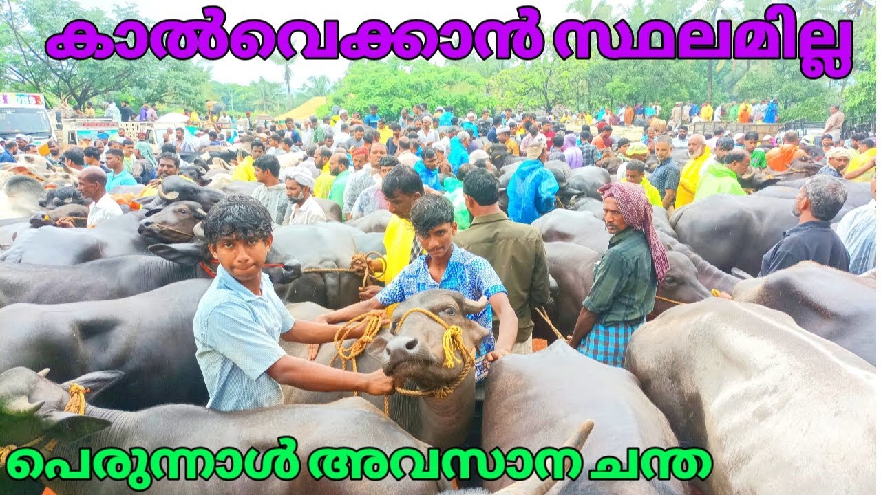 പെരുന്നാളിന്റെ മുമ്പത്തെ അവസാന ചന്ത കാൽ വെക്കാൻ പോലും സ്ഥലമില്ല മഞ്ചേരി കന്നുകാൽ ചന്ത