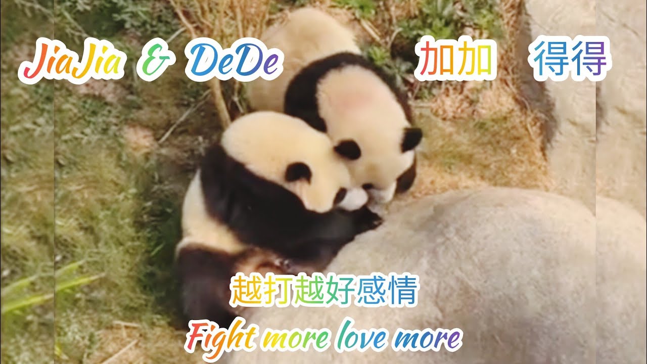 加加得得打架不離親姐弟 JiaJia & DeDe fight because they are twins