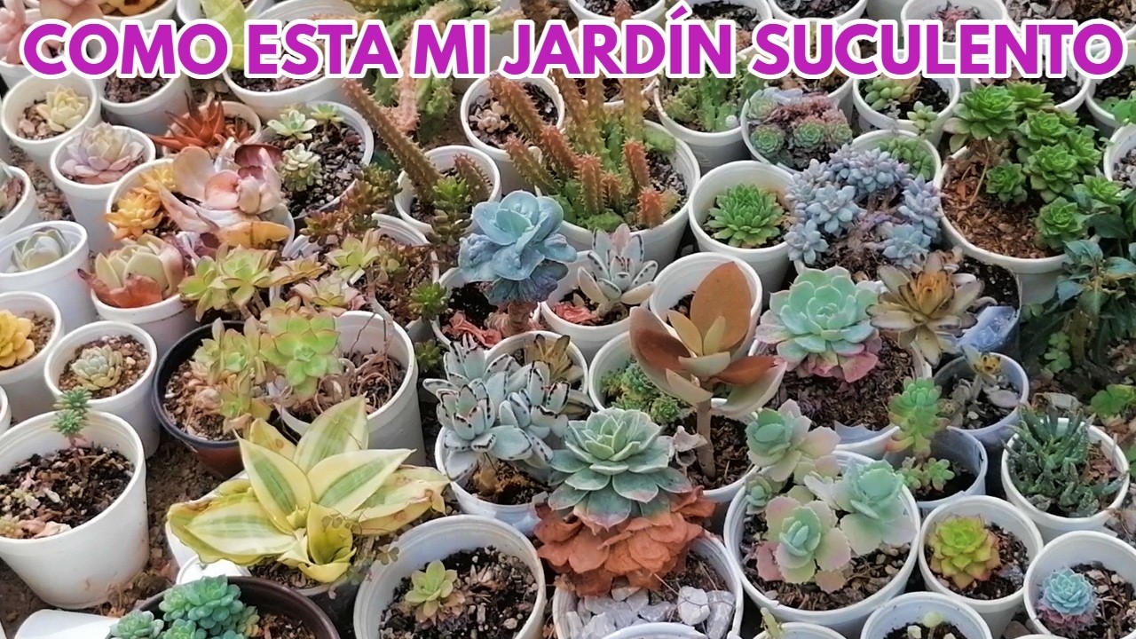 como va mi jardin de suculentas donsuculento