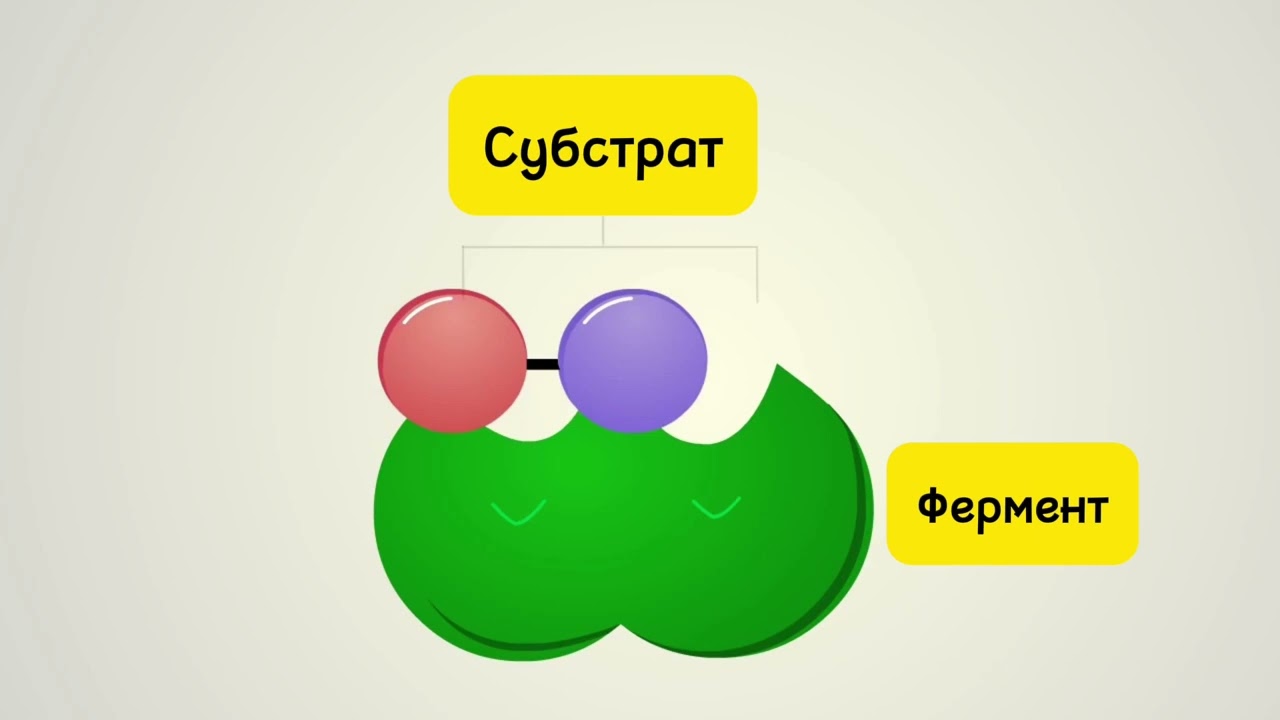 Фермент пен субстраттың өзара әрекеттесу механизмі