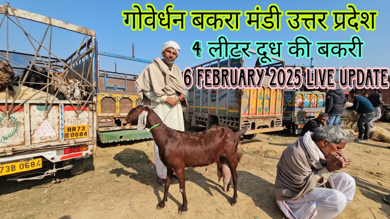 गोवेर्धन बकरा मंडी उत्तर प्रदेश || 6 February 2025 Live Update || दूध वाली बकरियां टॉप क्वालिटी मे