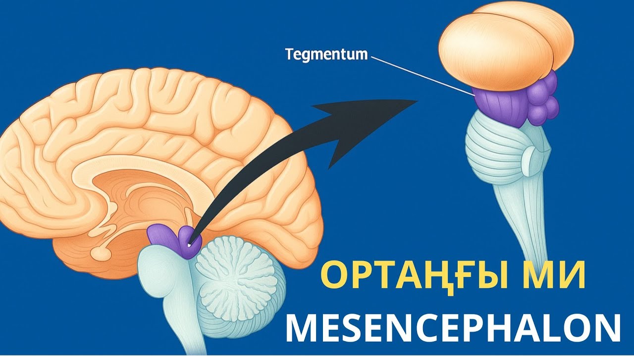 ОРТАҢҒЫ МИ АНАТОМИЯСЫ | MESENCEPHALON | ҚҰРЫЛЫСЫ | ҚЫЗМЕТІ | ҚАЗАҚША