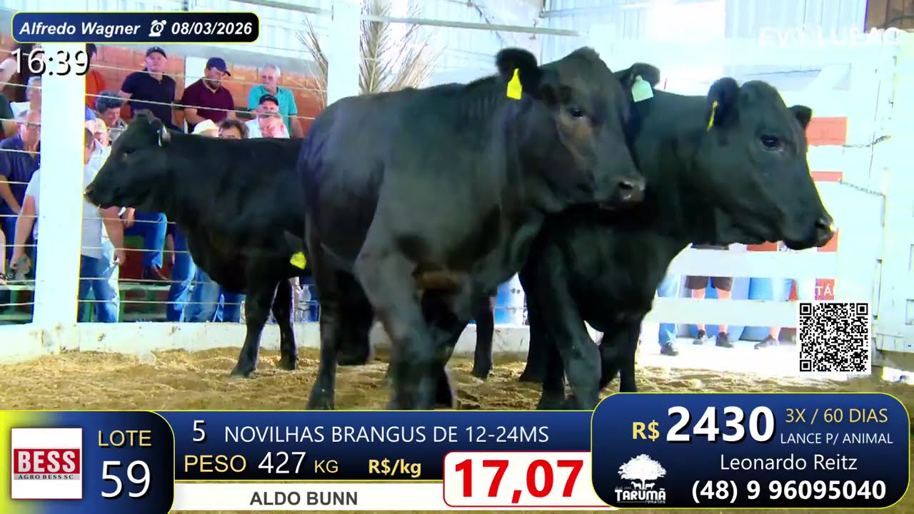Lote 59 - Alfredo Wagner 08/03/26 | Aldo Bunn