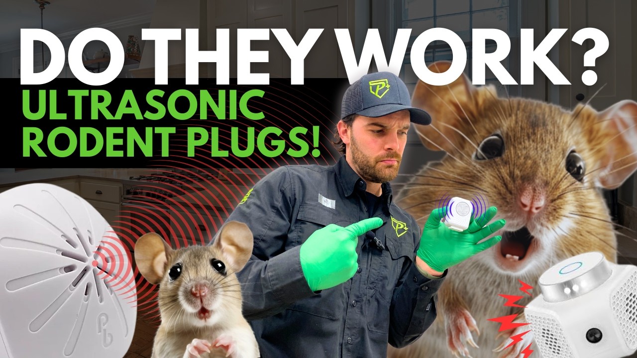 Do Rodent Repellant Plugs Actually Work?