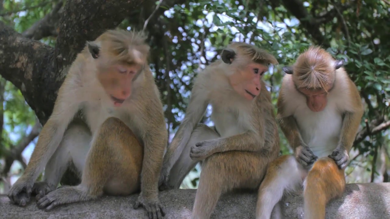 The Best Moments Monkeys By Professional Photography PART 1