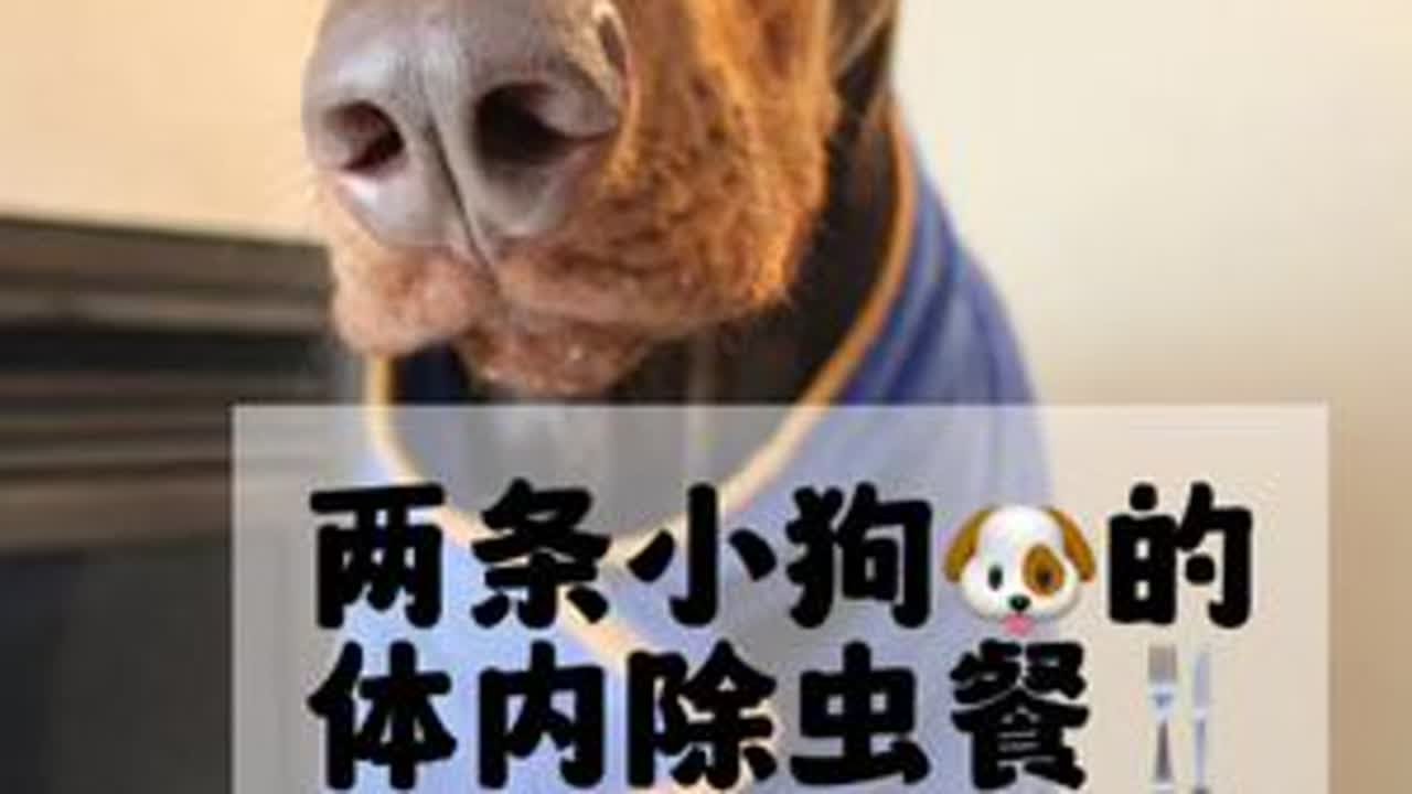 到时间给小狗们🐶体内除虫咯 #铲屎官日记 #狗吃的比我好系列 #汪星人的精致生活 #抖in萌宠计划 #罗宾胖虎