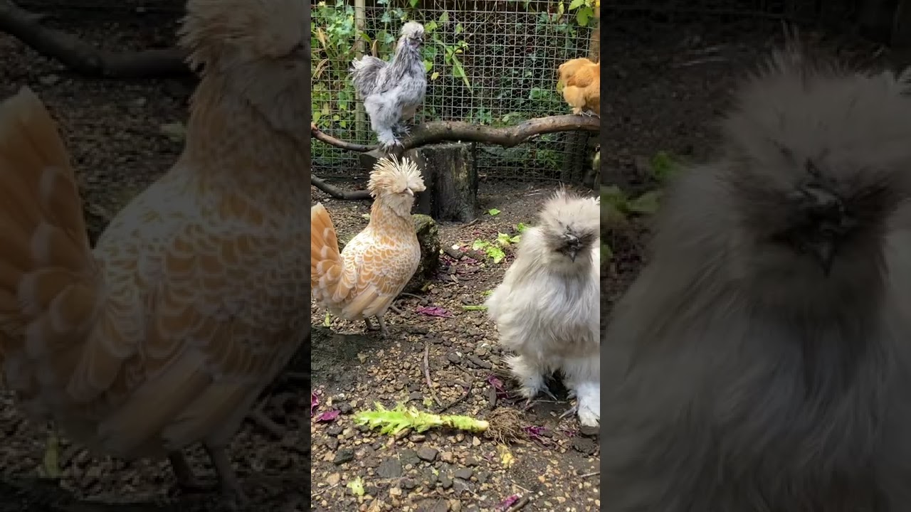 American Silkies
