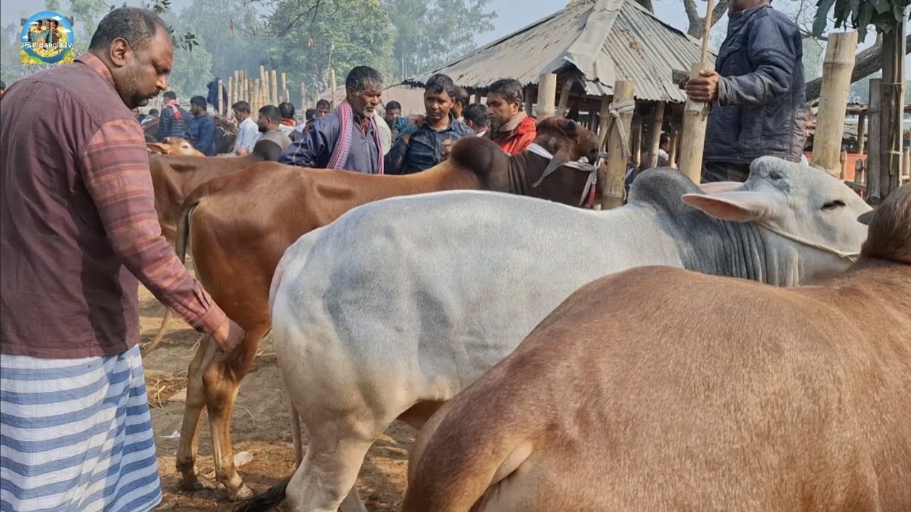 @ ১৬/২/২০২৬|| খামার উপযোগী ষাঁড় গরুর দাম আমবাড়ী হাটে||