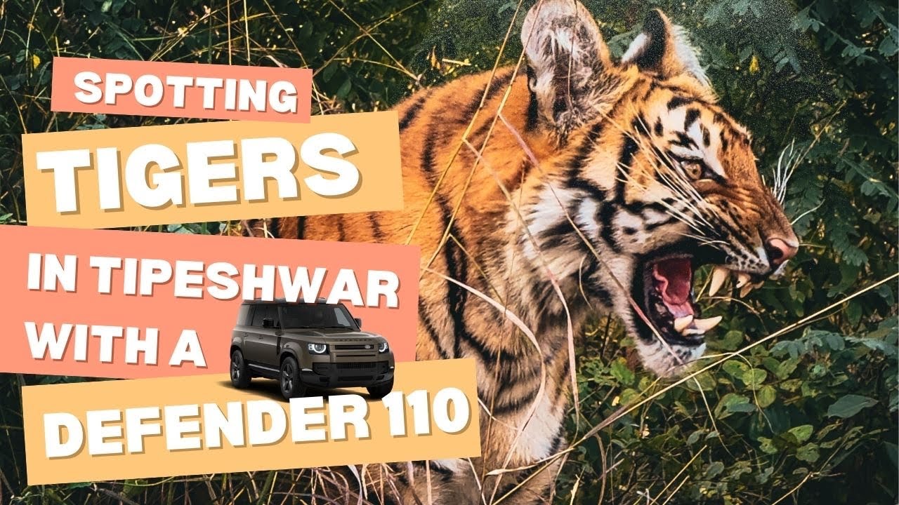 Tiger spotting at the Tipeshwar forest with the Defender 110