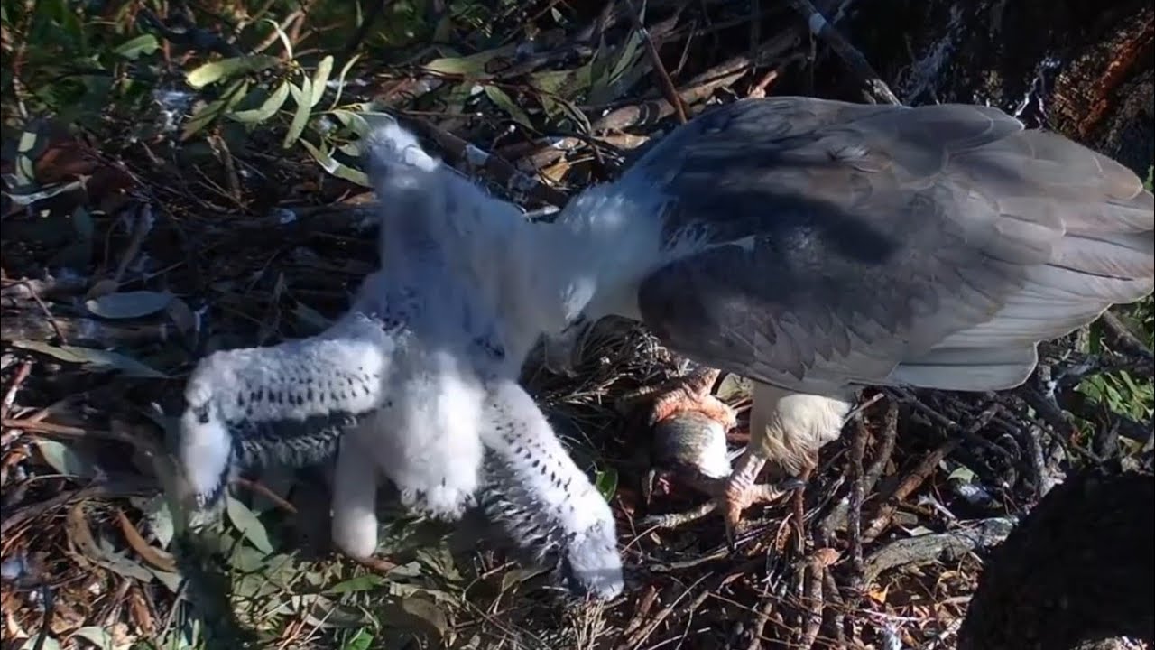 Big Eaglet angry on small eaglet during lunch feeding | Sea-EagleCAM | Sep 9, 2025