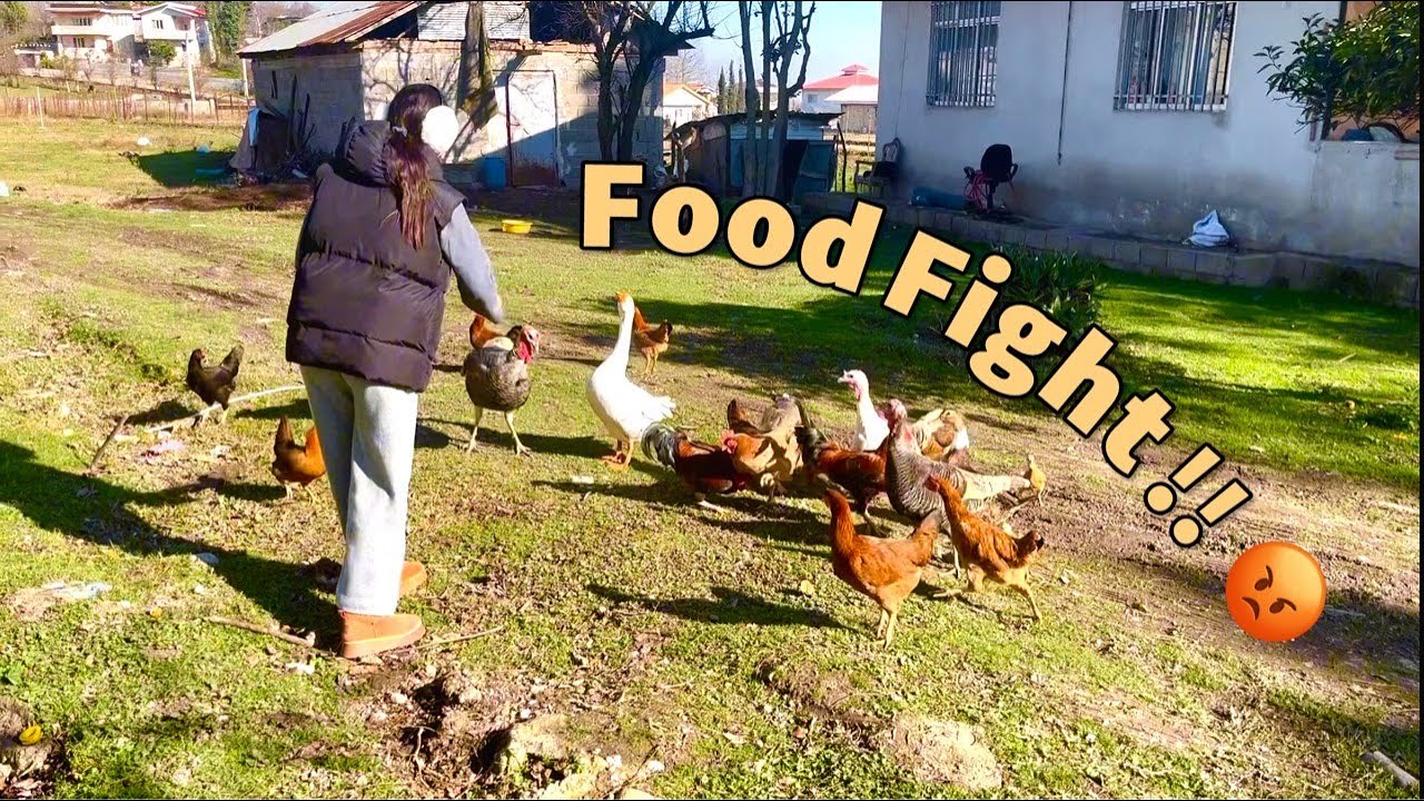 Rural life | Food fight !! 🪿💪🏼😡