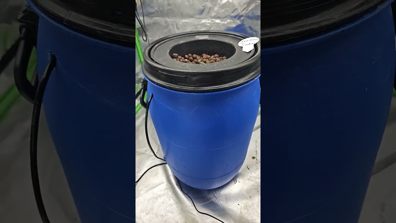 BIGGEST 60L DWC Experiment Ever#cannabiseducation #cannabisdaily #cannabiscommunity420   #hydroponic
