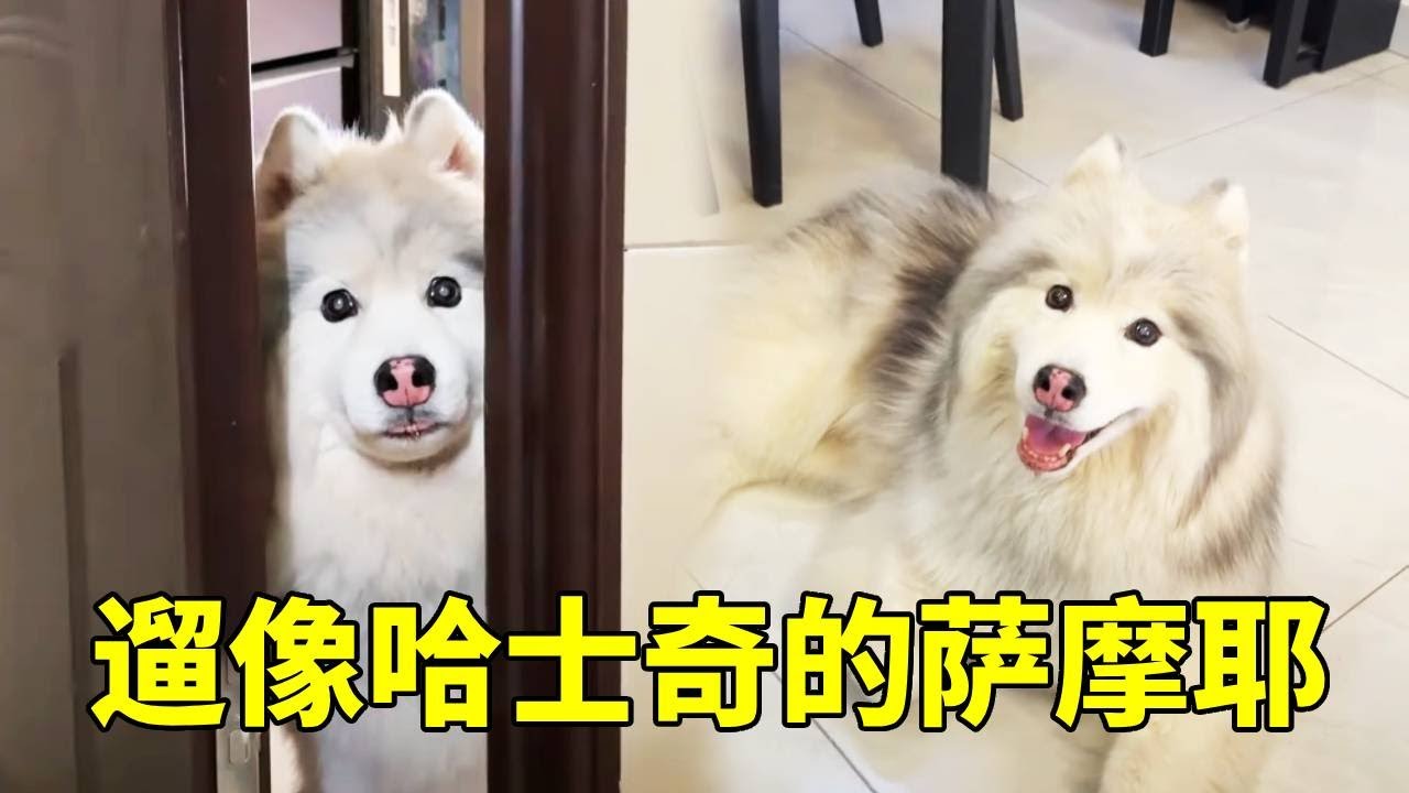 今天上门遛一只灰色萨摩耶！这到底是阿拉斯加还是萨摩耶，最奇怪的是眼睛很像哈士奇！【疯铲姐妹】