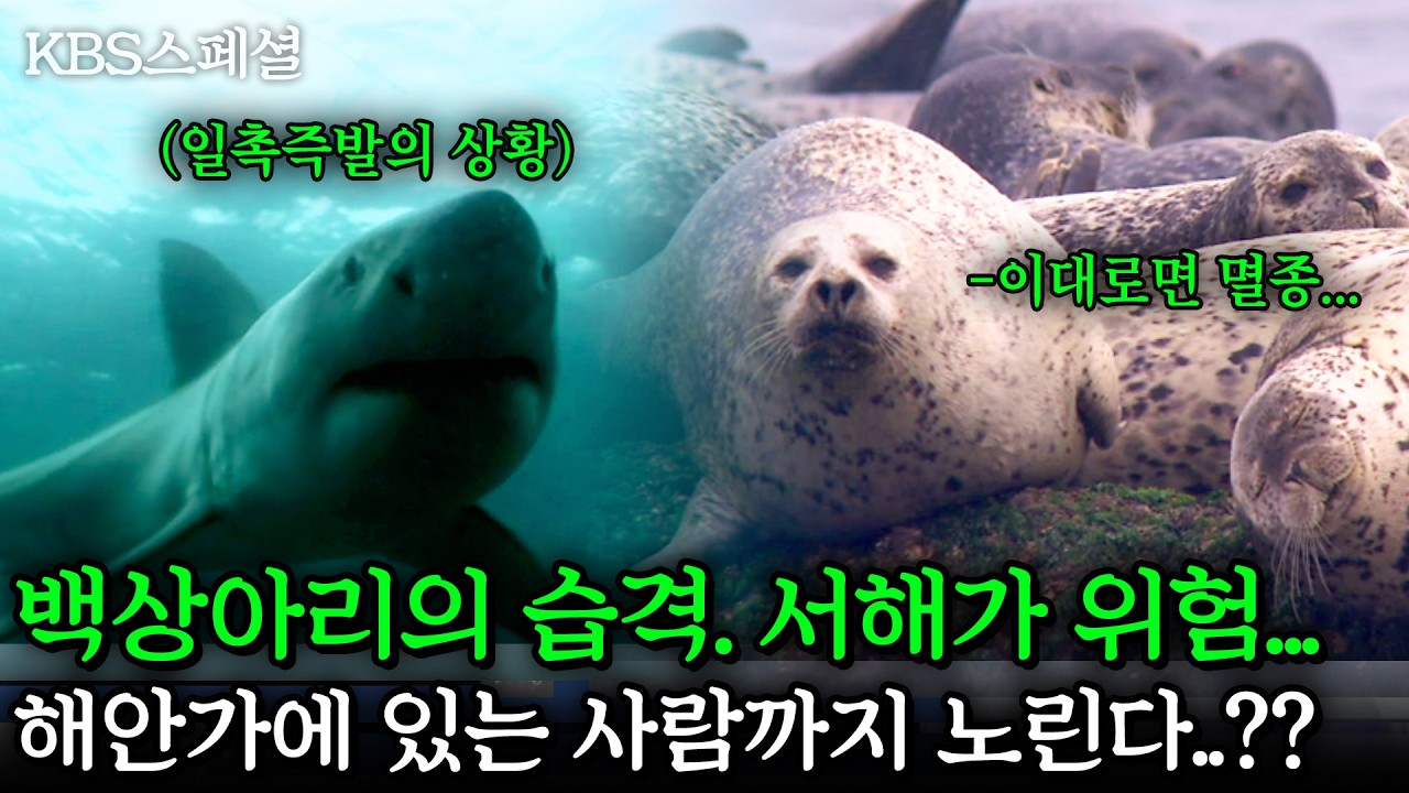 [KBS스페셜] 서해가 위험하다..갑자기 나타난 백상아리의 습격!! 천연기념물 점박이물범은 물론 해안가에 사람을 노리기 까지..?? | KBS 2010.09.19