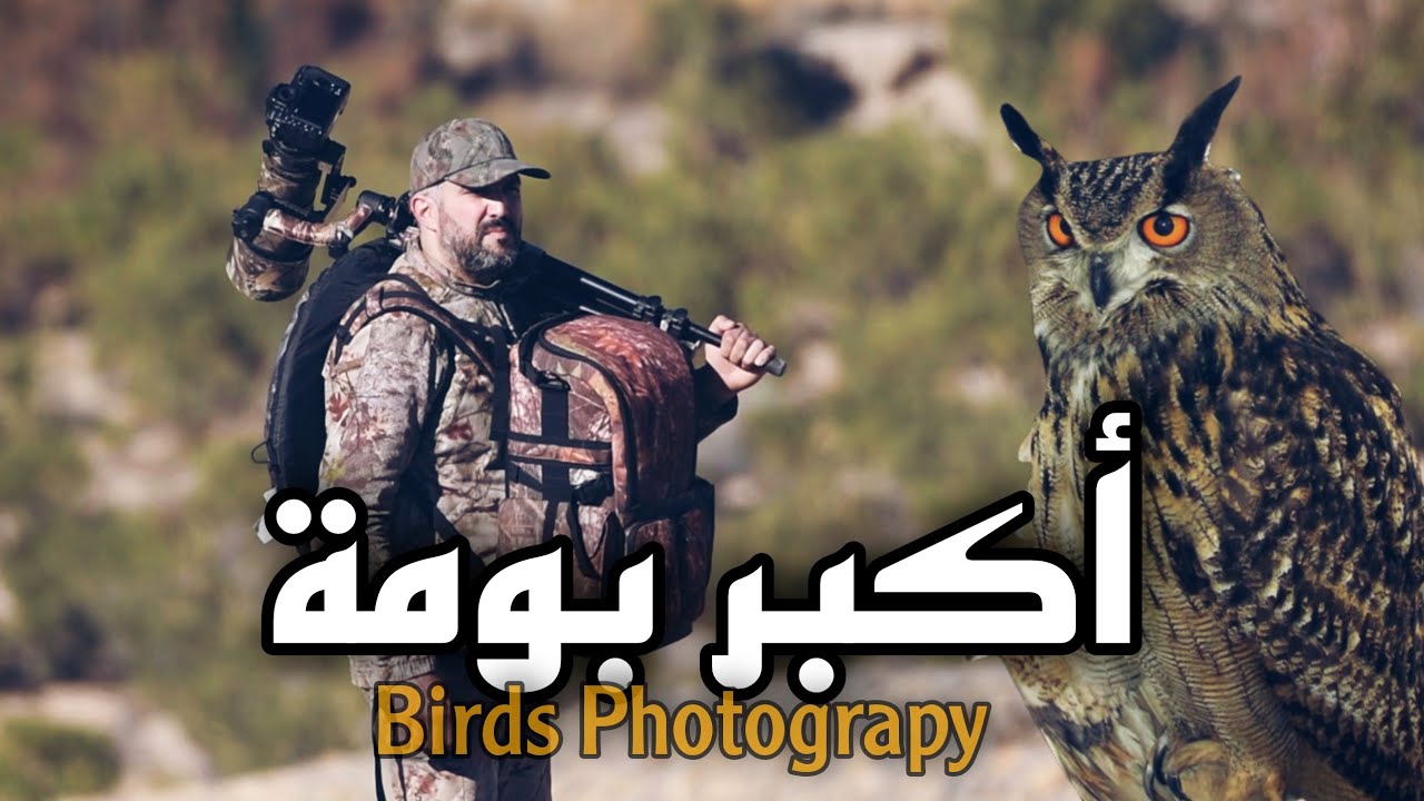 Pharaoh eagle-owl  أكبر بومة          البومة الفرعونية او بومة صحراء #morocco #owl #wildlife