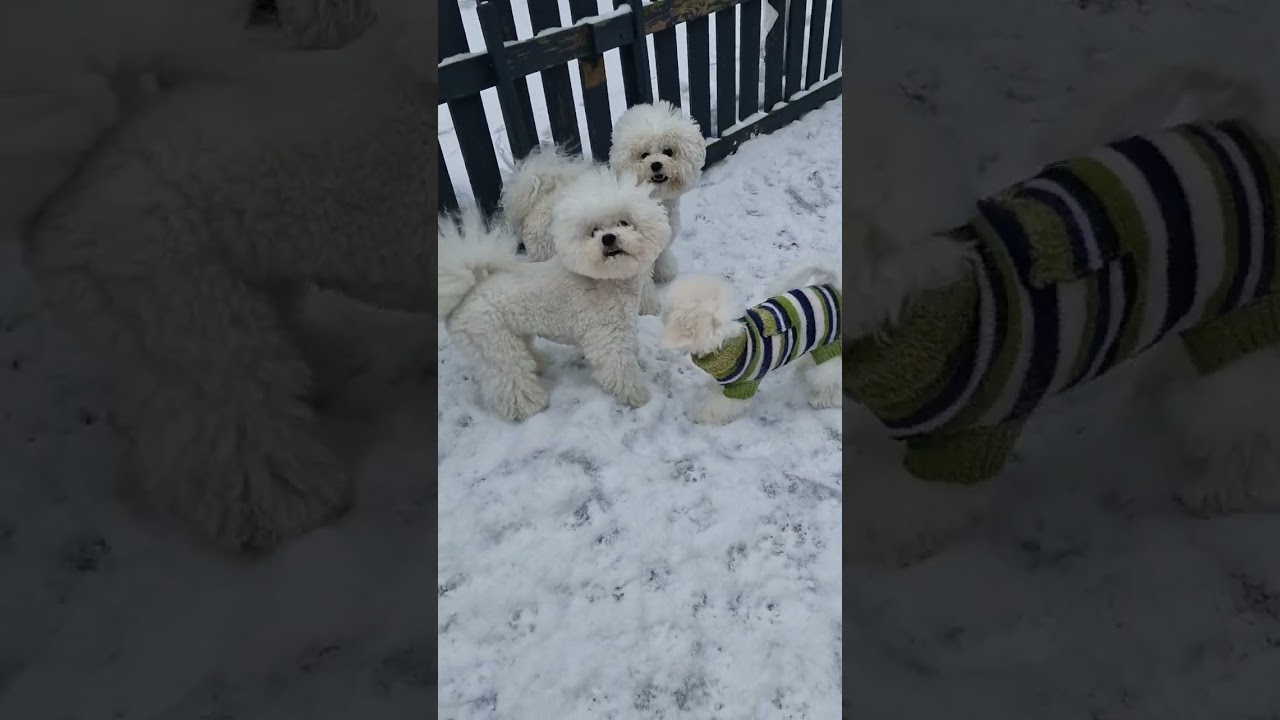 Winter❄️2026❄️#kennel_Bright_Star_Dog #lifebichon #бишон #happydog #bichonfrise #doglife #выгулсобак