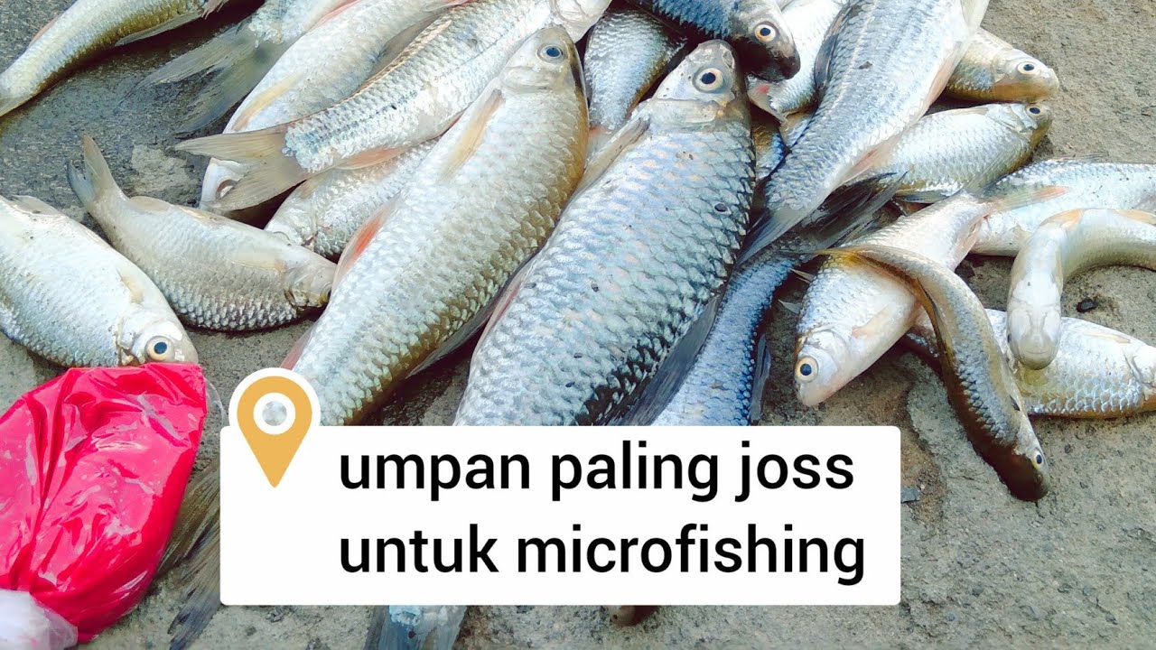 Membuat Umpan Sakti Untuk Mancing Ikan Nilem/Melem Saat Musim Penghujan