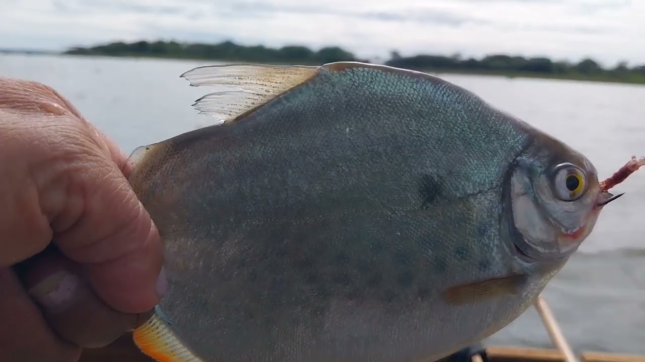 Pescaria de pacu CD porquinho eles colaborarom hoje 