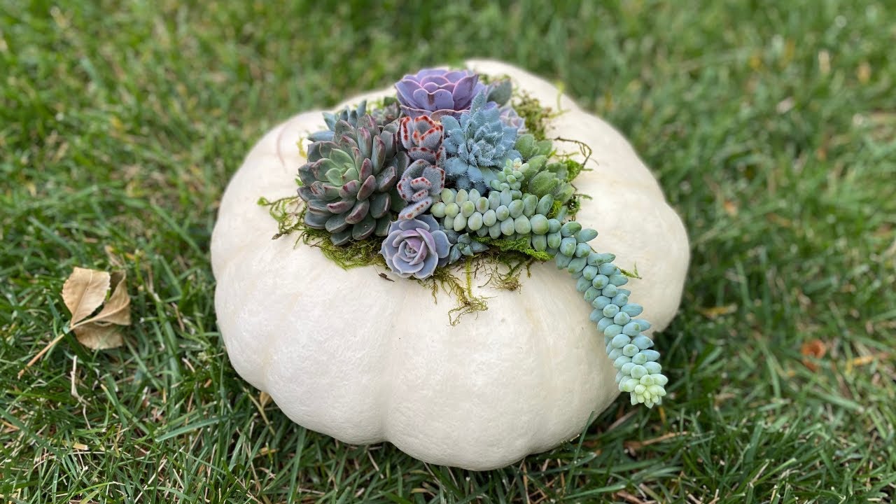 Succulent Pumpkin Tutorial 🍁 // Angels Grove Gardening