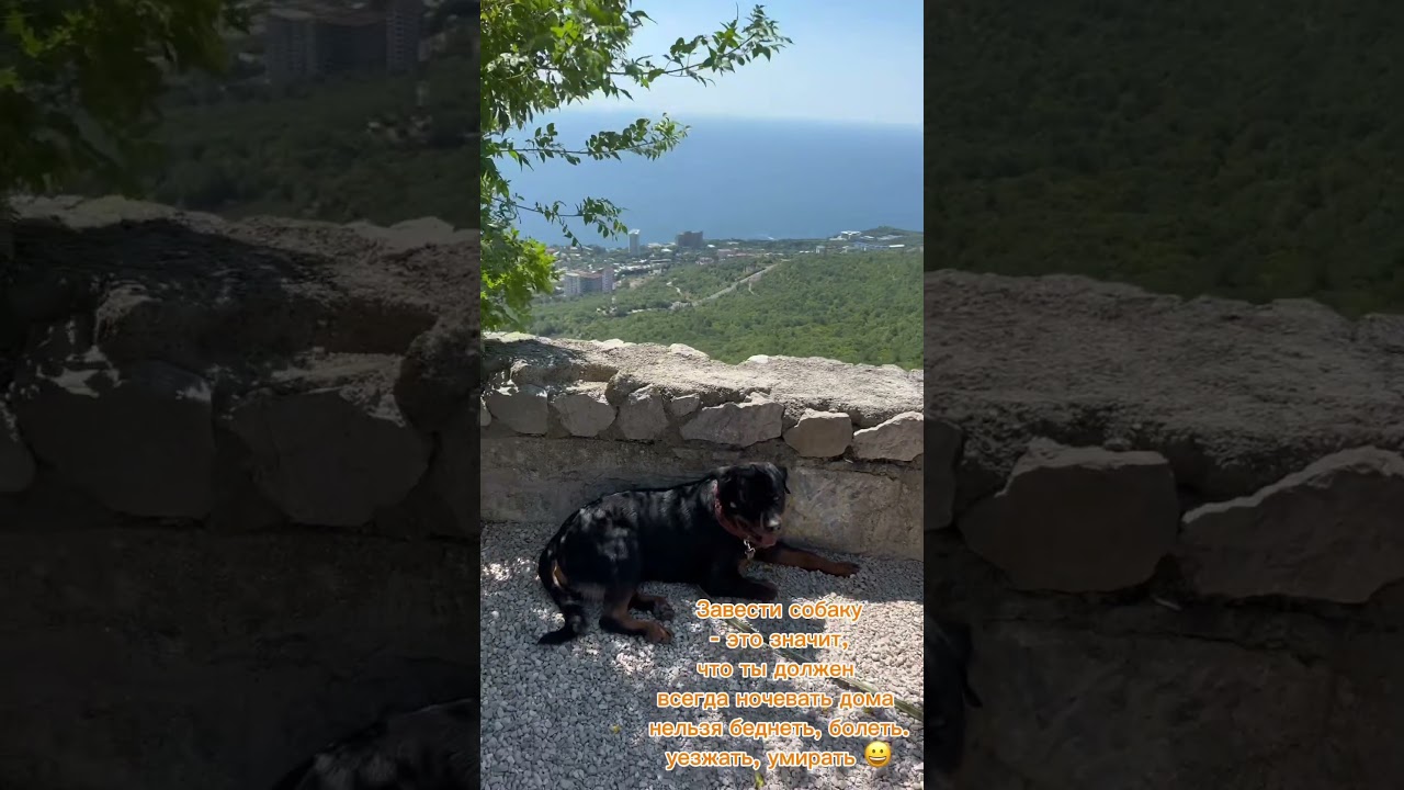 На отдыхе 🤗#мияги#miyagi #dog#bmv#sea #море #sun