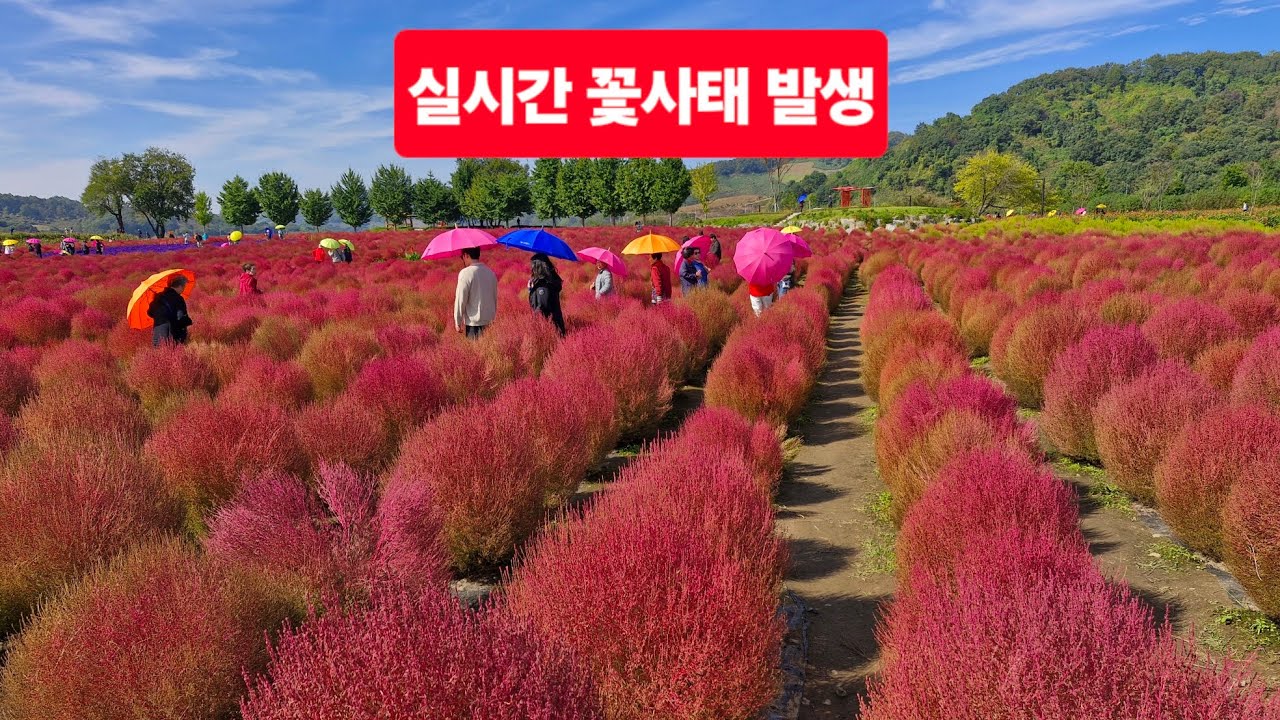 우려했던 일이 터졌다 | 연천 임진강 댑싸리공원 꽃사태