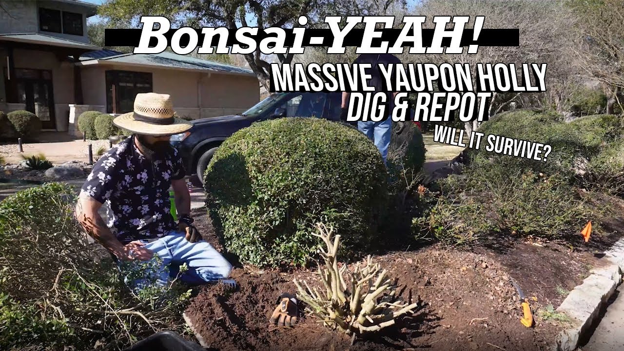 Sumo Sized Yaupon Holly Dig - Bonsai-YEAH!