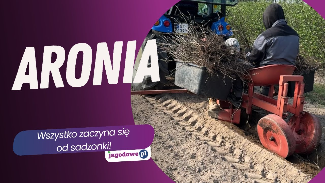 Aronia - wszystko zaczyna się od sadzonki