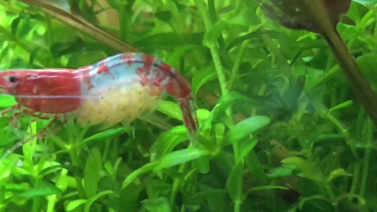 Red Rili Shrimp/Red Rili Shrimp with eggs