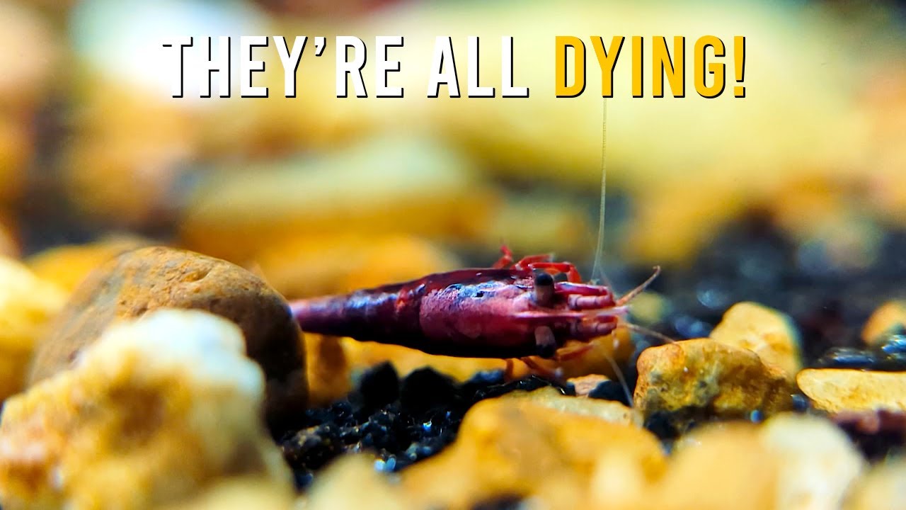 Can I SAVE My Red Cherry Shrimp From Disaster?