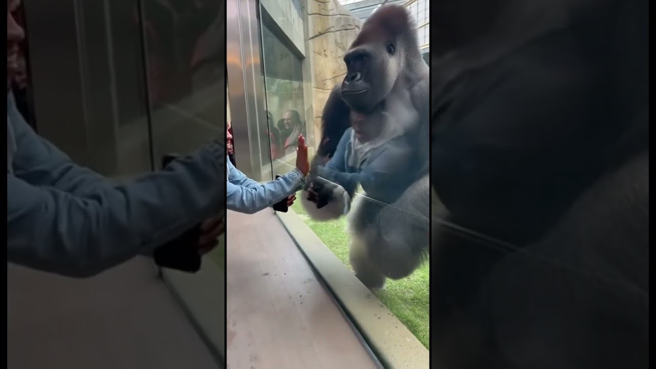 🦍gorilla 