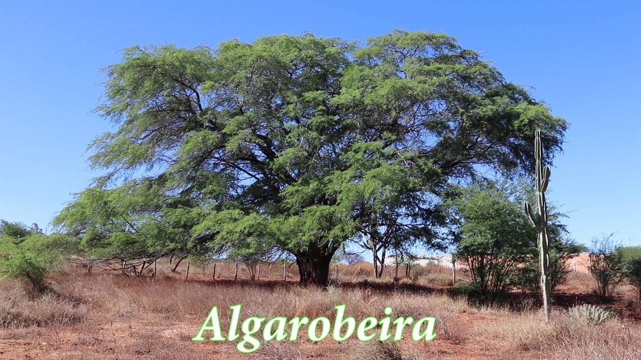 Algaroba - Planta Invasora? Defesa