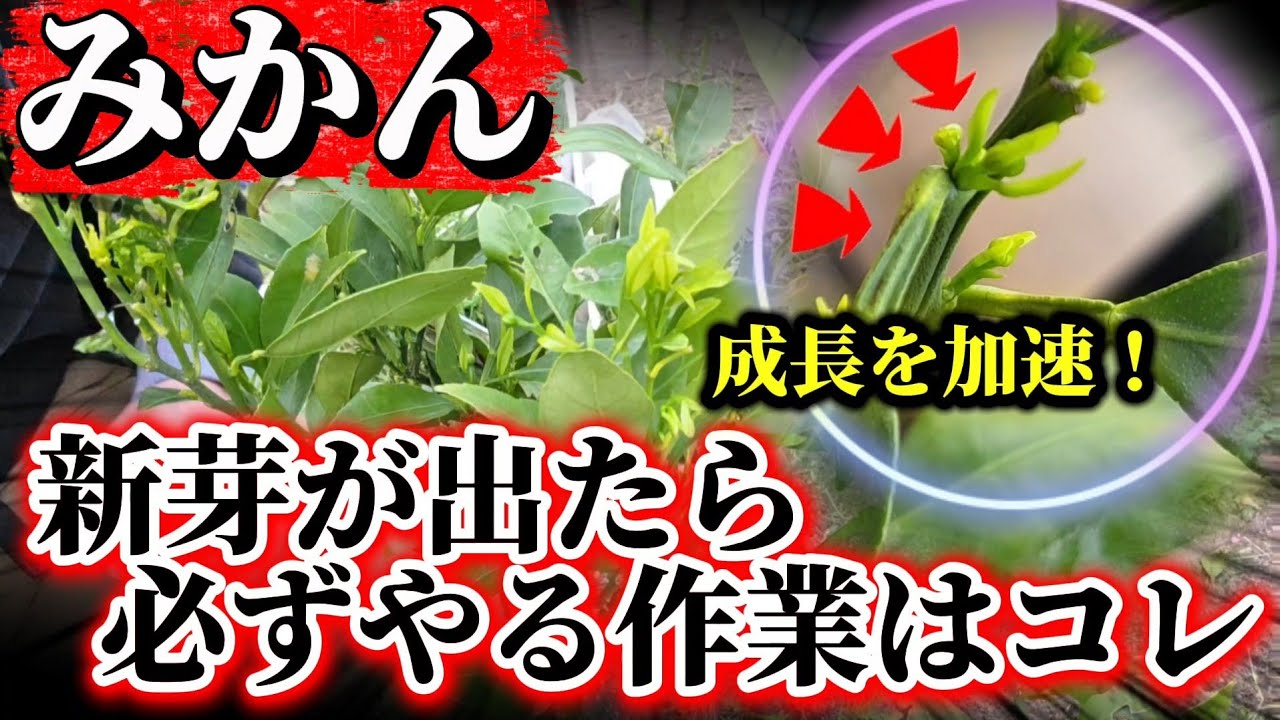 【みかん】新芽が出たと同時にこの作業が必要になってきます！！収穫量を安定させるためにやる事。