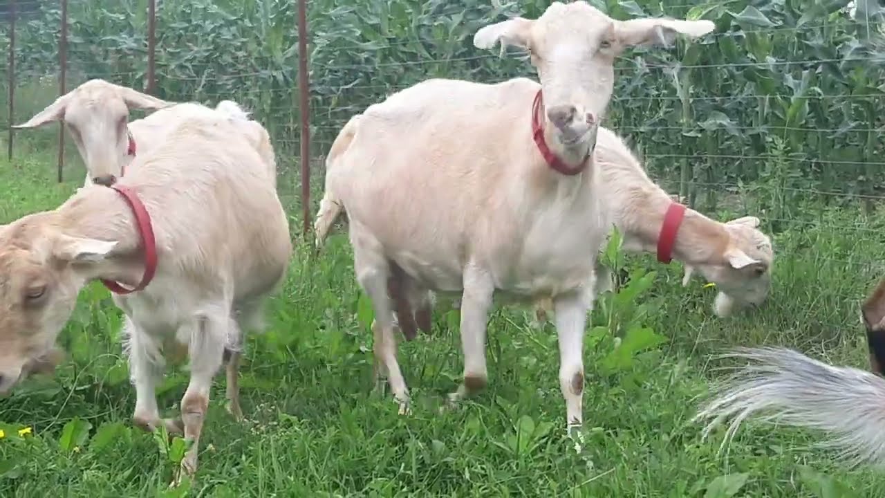 SE BRÂNZEȘTE LAPTELE DE CAPRĂ LA FIERT!!🤔🤔🤔CAUZE CE POT PRODUCE ACEST LUCRU!!