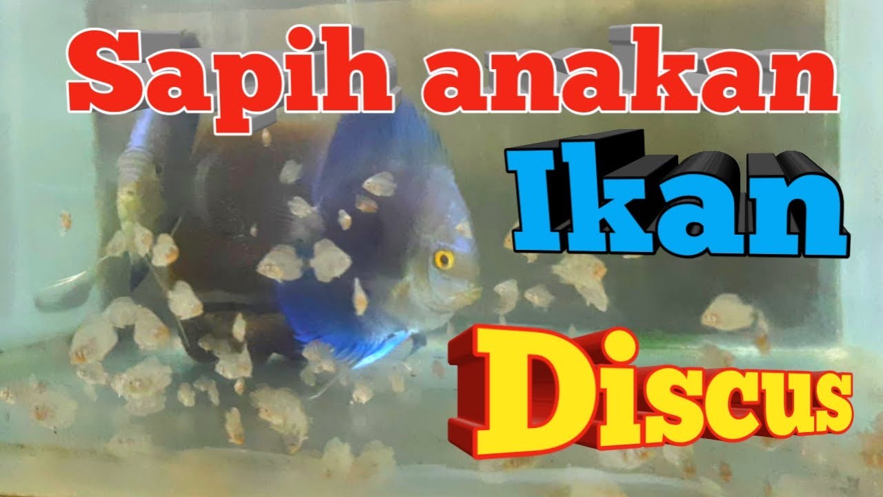 Sapih Anakan Ikan Discus