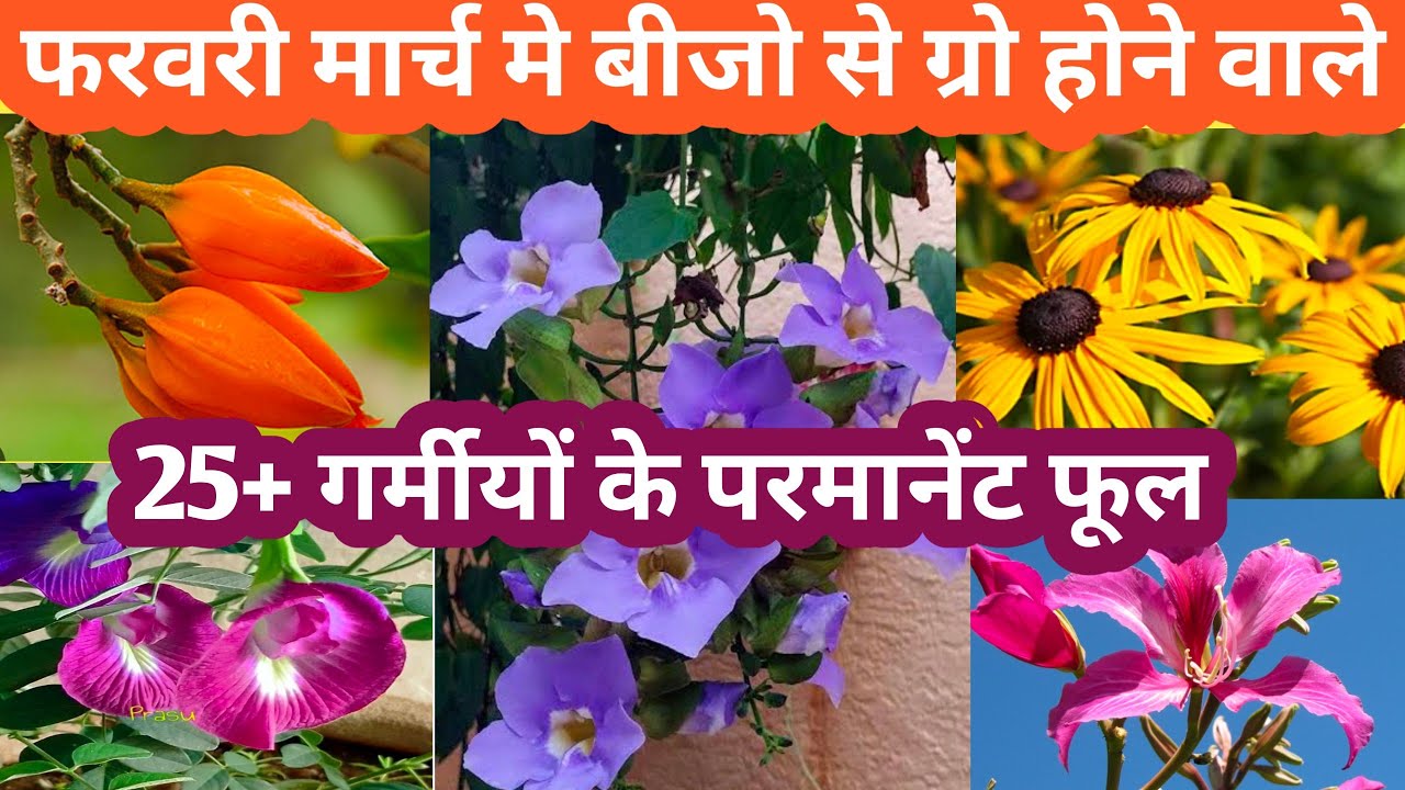February मंथ मे बीजो से ग्रो होने वाले 20+ परमानेंट फूल Parmanent Flowering Plant Grow By Seeds.