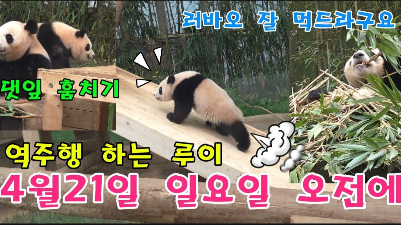 에버랜드 판다월드 2024년 4월 21일 일요일 ☆역주행 하는 루이바오 귀여워요 😍