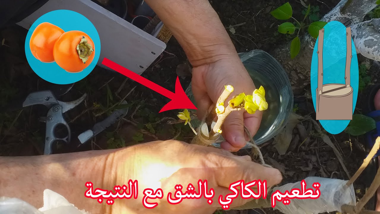 تطعيم الكاكي او البلاكمين بالشق مع النتيجة