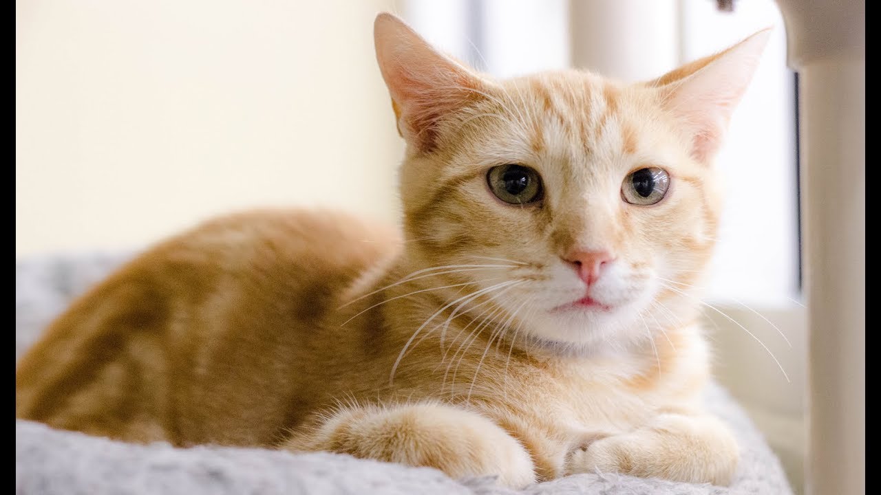Kittens Cry For Help Inspires Heroic Response