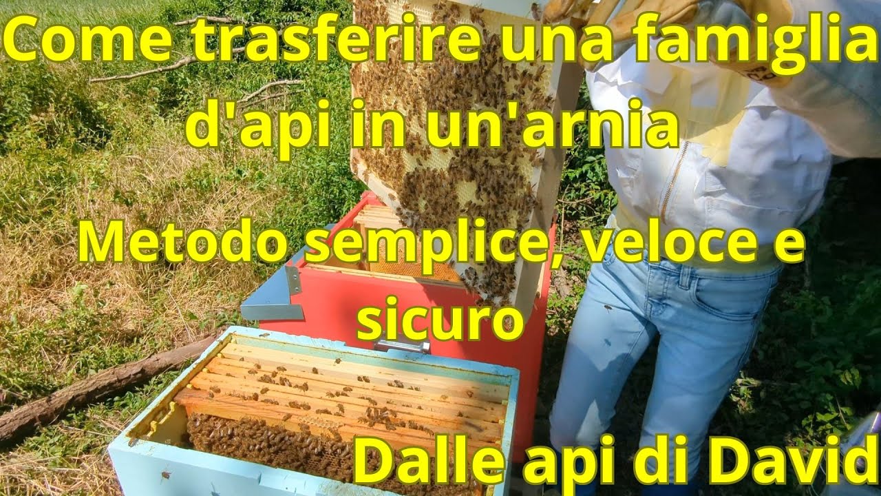 Come trasferire una famiglia d'api in un'arnia – Metodo semplice, veloce e sicuro