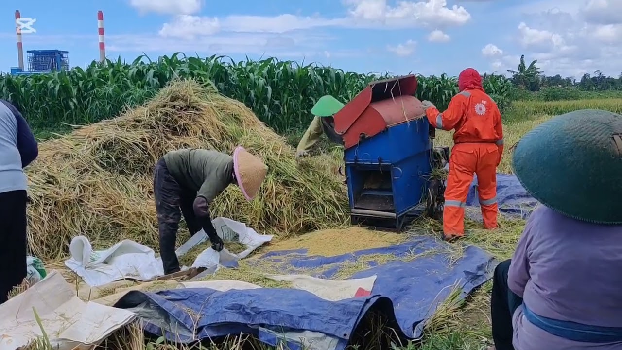 Alhamdulilah panen dapet 565 kg ( Sawah Kidul )