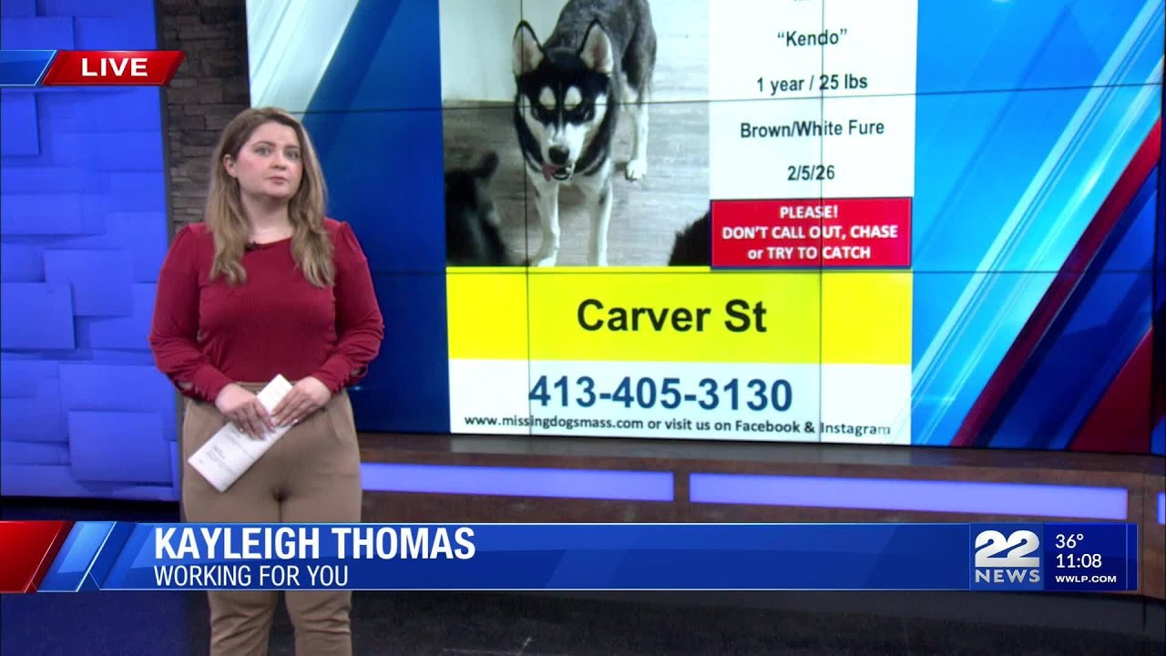 Springfield family continues search for missing husky Kendo
