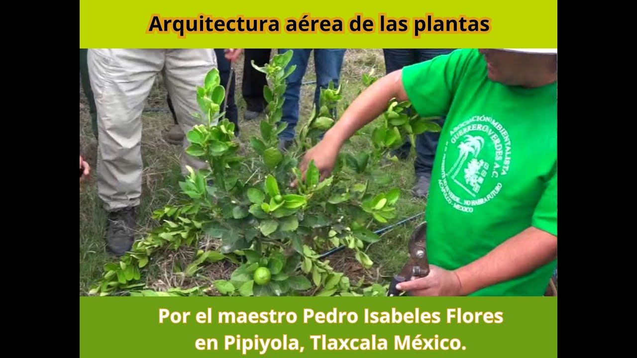 Arquitectura aérea de las plantas